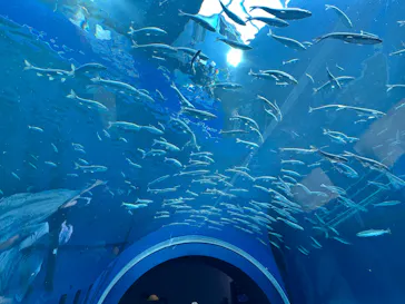 滋賀県立琵琶湖博物館に投稿された画像（2026/8/11）