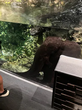 京都水族館に投稿された画像（2026/8/11）