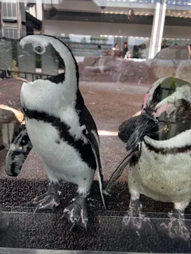 京都水族館に投稿された画像（2026/8/11）