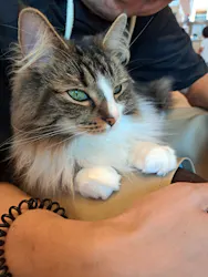猫カフェモカ　イオンモール太田店に投稿された画像（2026/8/11）