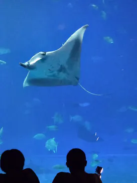 沖縄美ら海水族館に投稿された画像（2026/8/11）