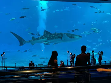 沖縄美ら海水族館に投稿された画像（2026/8/11）