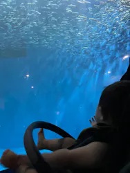 名古屋港水族館に投稿された画像（2026/8/11）
