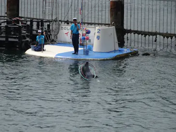 鳥羽湾めぐりとイルカ島に投稿された画像（2026/8/11）