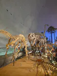 福井県立恐竜博物館に投稿された画像（2026/8/12）