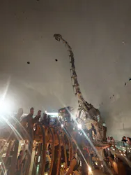 福井県立恐竜博物館に投稿された画像（2026/8/12）