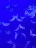 新江ノ島水族館に投稿された画像（2026/8/12）