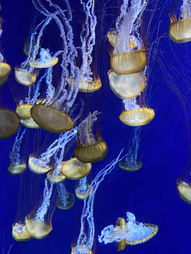 新江ノ島水族館に投稿された画像（2026/8/12）
