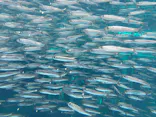 環境水族館アクアマリンふくしまに投稿された画像（2026/8/12）