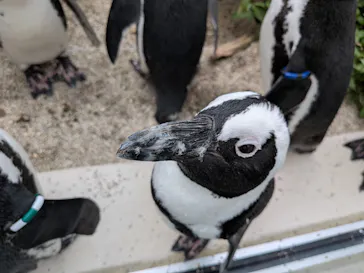 仙台うみの杜水族館に投稿された画像（2026/8/12）