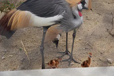 天王寺動物園に投稿された画像（2026/8/12）