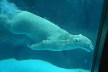 天王寺動物園に投稿された画像（2026/8/12）