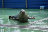 ゼロ距離水族館 伊勢シーパラダイスに投稿された画像（2026/8/12）