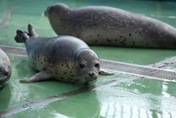 ゼロ距離水族館 伊勢シーパラダイスに投稿された画像（2026/8/12）