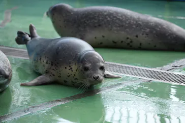 ゼロ距離水族館 伊勢シーパラダイスに投稿された画像（2026/8/12）