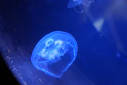 ゼロ距離水族館 伊勢シーパラダイスに投稿された画像（2026/8/12）