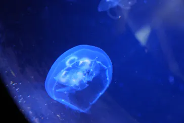 ゼロ距離水族館 伊勢シーパラダイスに投稿された画像（2026/8/12）