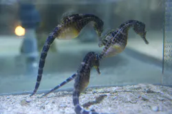 ゼロ距離水族館 伊勢シーパラダイスに投稿された画像（2026/8/12）