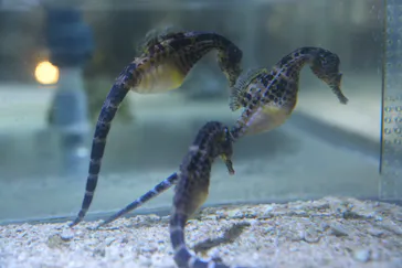 ゼロ距離水族館 伊勢シーパラダイスに投稿された画像（2026/8/12）