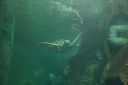 ゼロ距離水族館 伊勢シーパラダイスに投稿された画像（2026/8/12）