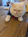 猫カフェモカ　池袋東口店に投稿された画像（2026/8/12）