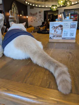 猫カフェモカ　池袋東口店に投稿された画像（2026/8/12）