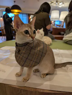 猫カフェモカ　池袋東口店に投稿された画像（2026/8/12）