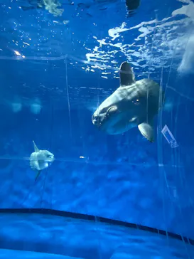 アクアワールド茨城県大洗水族館に投稿された画像（2026/8/12）