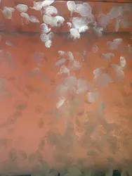 アクアワールド茨城県大洗水族館に投稿された画像（2026/8/12）