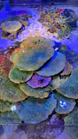 竹島水族館に投稿された画像（2026/8/12）