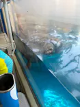 新江ノ島水族館に投稿された画像（2026/8/12）