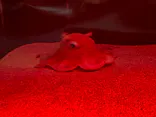 環境水族館アクアマリンふくしまに投稿された画像（2026/8/12）