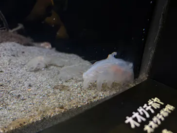 環境水族館アクアマリンふくしまに投稿された画像（2026/8/12）