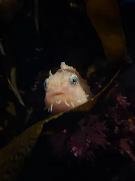 環境水族館アクアマリンふくしまに投稿された画像（2026/8/12）