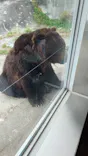のぼりべつクマ牧場に投稿された画像（2026/8/12）