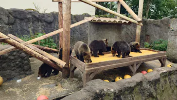 のぼりべつクマ牧場に投稿された画像（2026/8/12）