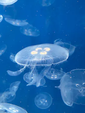 葛西臨海水族園に投稿された画像（2026/8/12）
