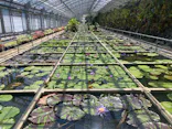 熱川バナナワニ園に投稿された画像（2026/8/12）
