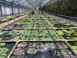 熱川バナナワニ園に投稿された画像（2026/8/12）