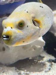 サンシャイン水族館に投稿された画像（2026/8/12）