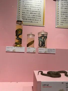 特別展「いきもの超ワールド展　国立科学博物館×ダーウィンが来た！」（国立科学博物館）に投稿された画像（2026/8/12）