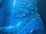 横浜・八景島シーパラダイスに投稿された画像（2026/8/12）
