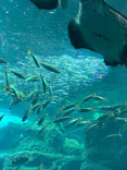新江ノ島水族館に投稿された画像（2026/8/12）