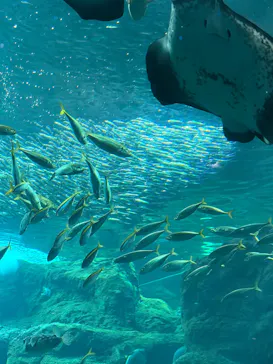 新江ノ島水族館に投稿された画像（2026/8/12）