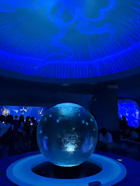 新江ノ島水族館に投稿された画像（2026/8/12）