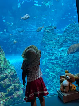 上越市立水族博物館 うみがたりに投稿された画像（2026/8/12）