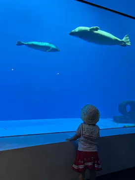 上越市立水族博物館 うみがたりに投稿された画像（2026/8/12）