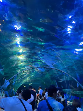 しながわ水族館に投稿された画像（2026/8/12）