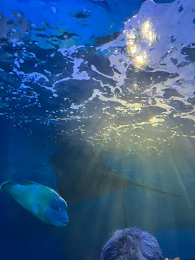 しながわ水族館に投稿された画像（2026/8/12）