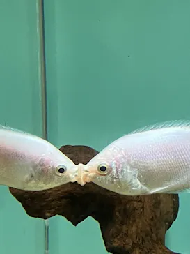 しながわ水族館に投稿された画像（2026/8/12）